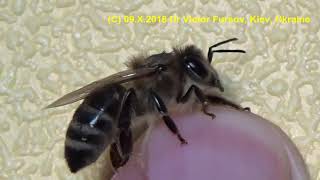 Ukrainian Honeybee Races. What Race Do You Breed? Why? (ENGLISH STORY)