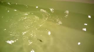 Видео игра #взаброс #колеблющаяся #блесна #КолебалкаПитер #Атом