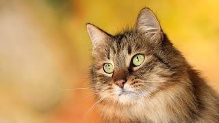 Как отучить ребенка мучить кота, кошку, животных?