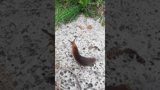 Улитка в пути - YouTube Shorts