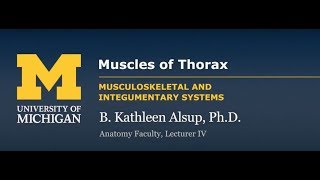 Skeletal Muscle: Muscles of the Thorax