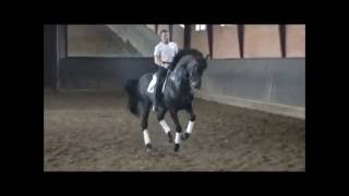 11 yo dressage stallion FOR SALE