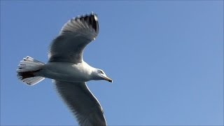 panasonic dmc tz40 slow motion