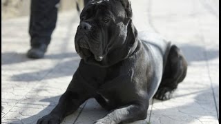 Кане корсо приколы. Скрытая камера) Cane Corso funny hidden camera
