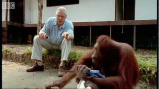 Attenborough and the Amazing DIY Orangutans | BBC Earth