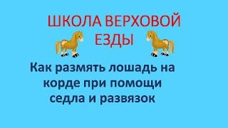 Как размять лошадь при помощи седла и развязок