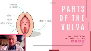 Partes de la vulva o de la zona externa de la vagina