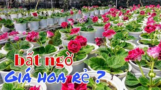 Chợ Hoa Tết 2019: Lạc lối LÀNG HOA SA ĐÉC