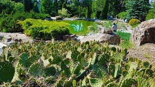 Реконструкция плавательного пруда, высадка водных растений.