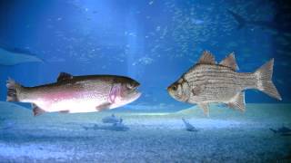 All About That Bass Fish (All About That Bass by Meghan Trainor Parody)