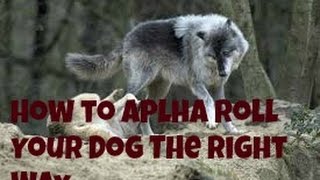How to Alpha Roll Your Dog the Right Way