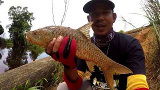 Casting sebarau sungai air keruh II first line channel
