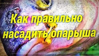 Как правильно насадить опарыша на крючок.Рыбалка