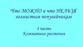 что можно и нельзя, Комнатные растения
