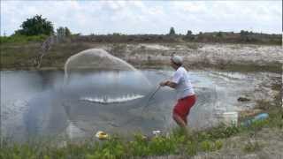 GOLDEN SHINER GOLD MINE - THROWING A BIG CAST NET FOR LIVE FISHING BAIT - HD