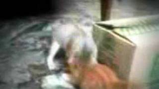 baby Siberian kitty vs grown Egyptian Mau kitty, cat fight. Very fuuny.