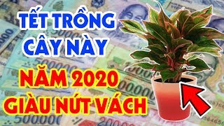 5 Loại Cây Mang Tài Lộc Vào Nhà HÚT TIỀN Cho GIA CHỦ Nhất Định Phải Trồng Trong Dịp Tết