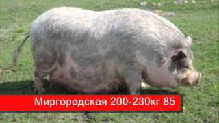Как Дома Содержать Выращивать Поросят Свиноматок