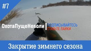 Охота на зайца. Эльдорадо. Закрытие зимнего сезона 2019.