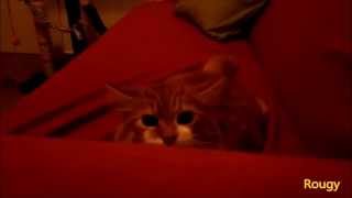 Siberian Cat, Rougy & l'agguato!!!