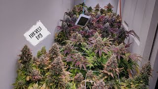 HARVEST DAY OF THE COLOURFUL CLOSET GROW. THE END RESULTS