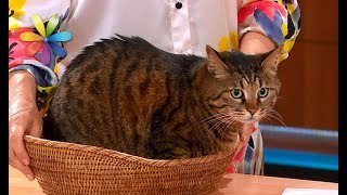 Как отучить кота ходить по кухонному столу – Все буде добре. Выпуск 1078 от 29.08.17