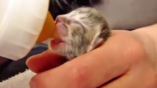 САМЫЕ МИЛЫЕ КОТЯТА!