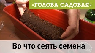 Голова садовая - Во что сеять семена