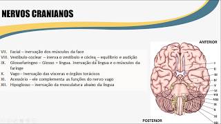 Sistema Nervoso Periférico