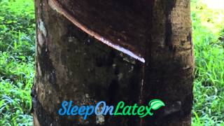 Harvesting Natural Latex