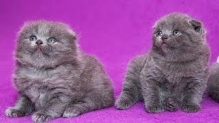 УХОД ЗА БРИТАСКИМ КОТЕНКОМ
