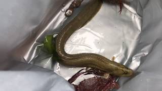 짝 남자1호 Fish trap 통발안에 이게 대체 뭐야? 제주도 통발낚시 대박