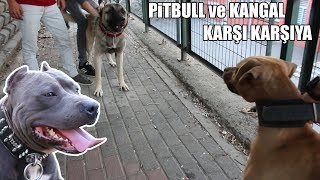 PİTBULL ve KANGAL KARŞI KARŞIYA (Pitbull, Kangal ve Alman Kurdu Efsane Köpek ırkları) Strongest Dogs