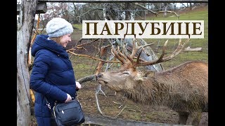 ПАРДУБИЦЕ!  Искали ПАРДУБИЦКИЕ ПРЯНИКИ, и встретили ОЛЕНЯ