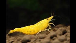 Aquarium : crevettes Neocaridina davidi var yellow néon - Juin 2017