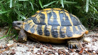 Testudo hermanni hermanni: Breeding, Nesting & Hatching ...a sequence of events.