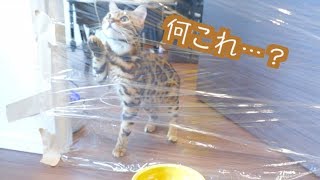 猫たちにサランラップドッキリをしかけた結果。。。