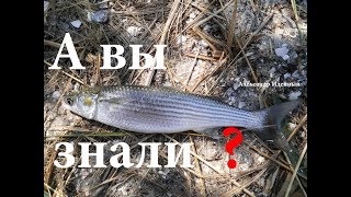 Как на что ловить кефаль