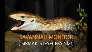 T-REX BESLEMEK - ISIRMAK İSTEYECEKSİNİZ! / Savannah Monitor