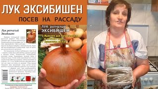 Посев на рассаду Лук Эксибишен! Голландские семена