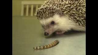 Hedgehog Eating a Superworm   Exotic Pet Vet Unedited and Uncut Video