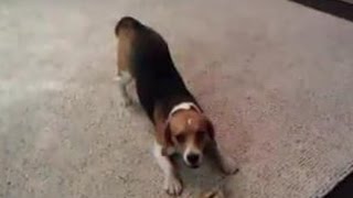 Бигль бегает по квартире
