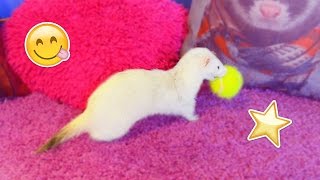 ДОМАШНИЙ ХОРЕК | ВРЕДНЫЙ ХОРЕК ДЕНЯ | ИГРАЕТ, БЕСИТСЯ | ОЧЕНЬ МИЛОЕ ВИДЕО | ferret | Мимимишки