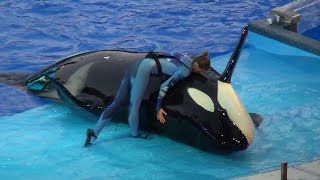 One Ocean All New Shamu Show SeaWorld Orlando Fl