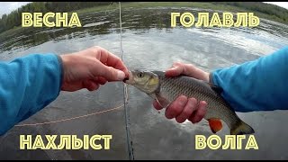 Ловля весеннего голавля нахлыстом на Волге