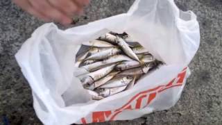 ЛОВЛЯ СТАВРИДЫ В ЧЕРНОМ МОРЕ. г.Туапсе | FISHING HORSE MACKEREL IN the BLACK SEA city of Tuapse