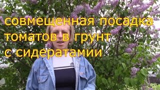 посадка томатов в грунт с сидератами