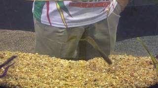 Giant Stubborn Grub iCast 2017
