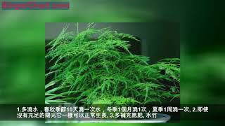 這幾種竹最「旺運」，家裡養一盆財運亨通幸福滿滿，好打理好成活