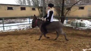 Тренировка по верховой езде на осле, аллюр галоп (ШВЕ Династия)